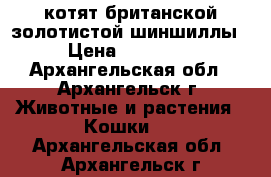 котят британской золотистой шиншиллы › Цена ­ 10 000 - Архангельская обл., Архангельск г. Животные и растения » Кошки   . Архангельская обл.,Архангельск г.